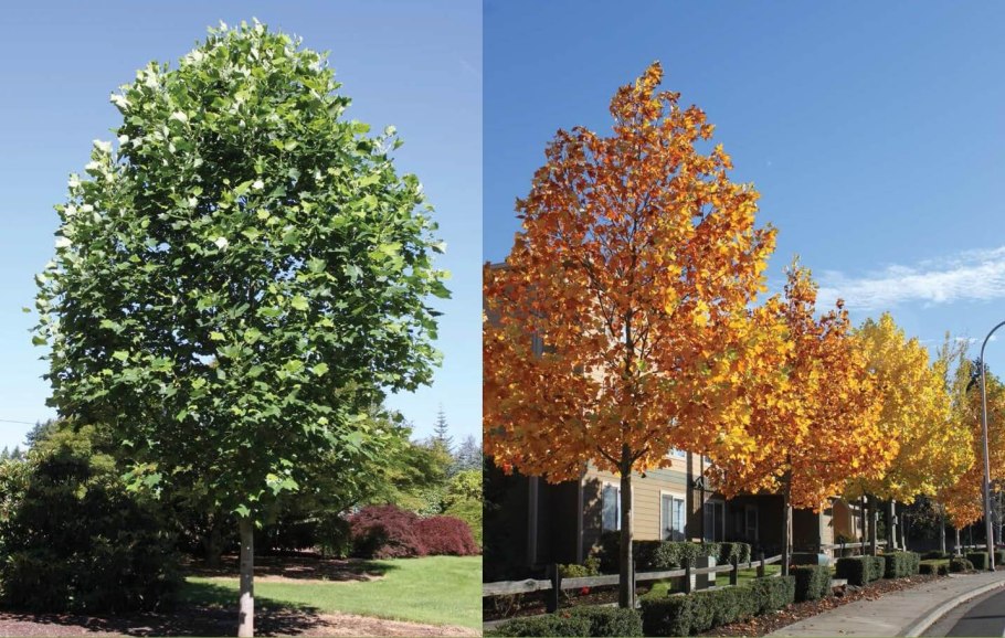 Тюльпановое дерево Лириодендрон