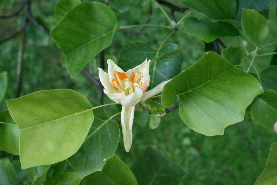 Лириодендрон Тюльпановый листья