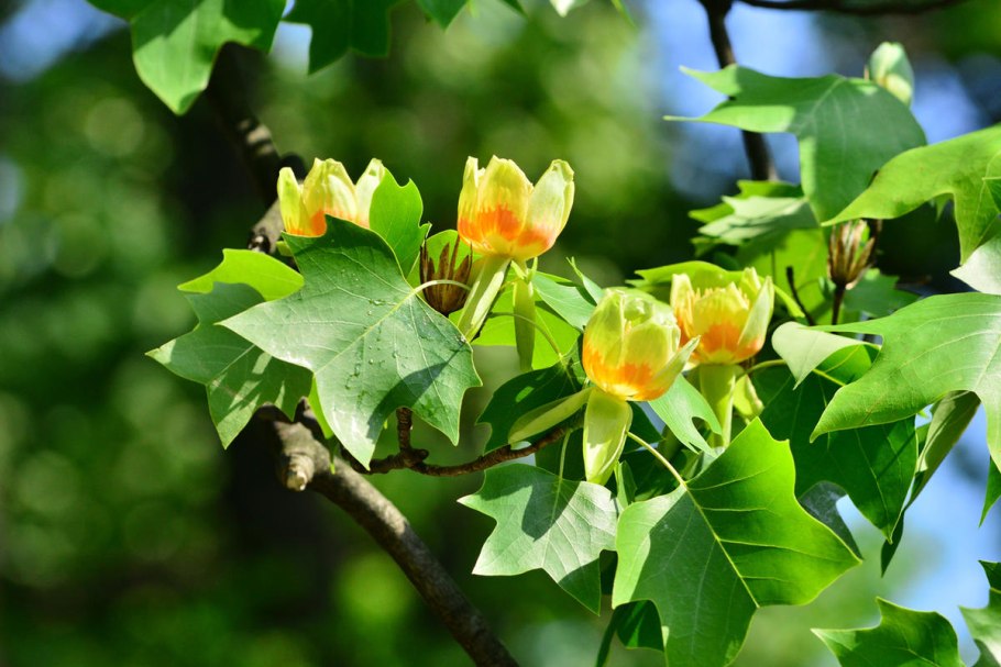 Liriodendron tulipifera
