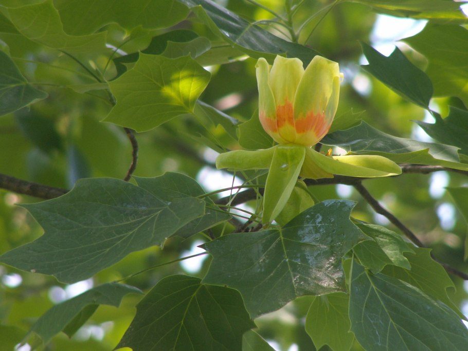 Liriodendron tulipifera