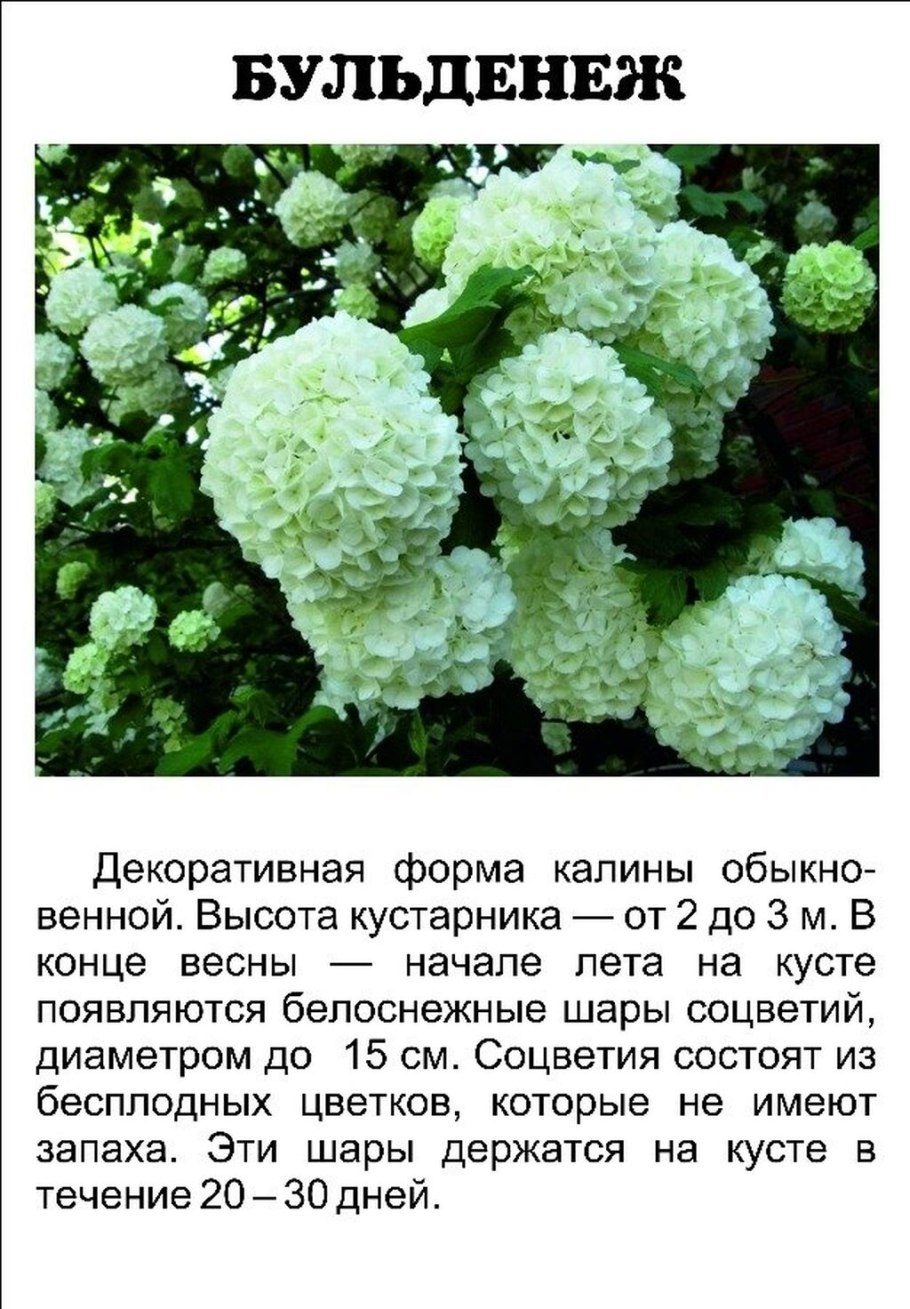 Калина бульденеж описание
