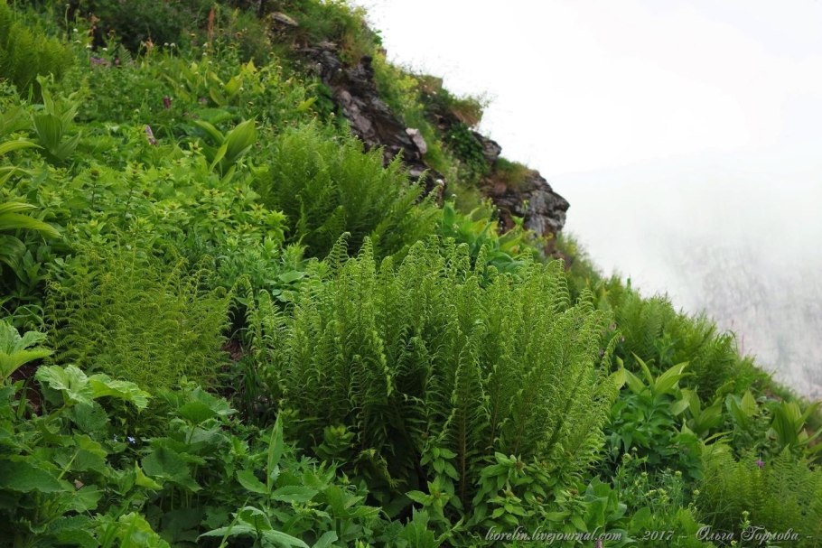 Пузырник древовидный