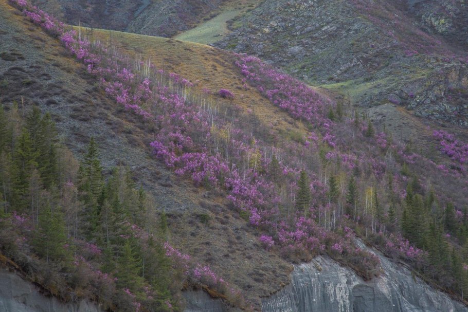 Пузырник древовидный плод