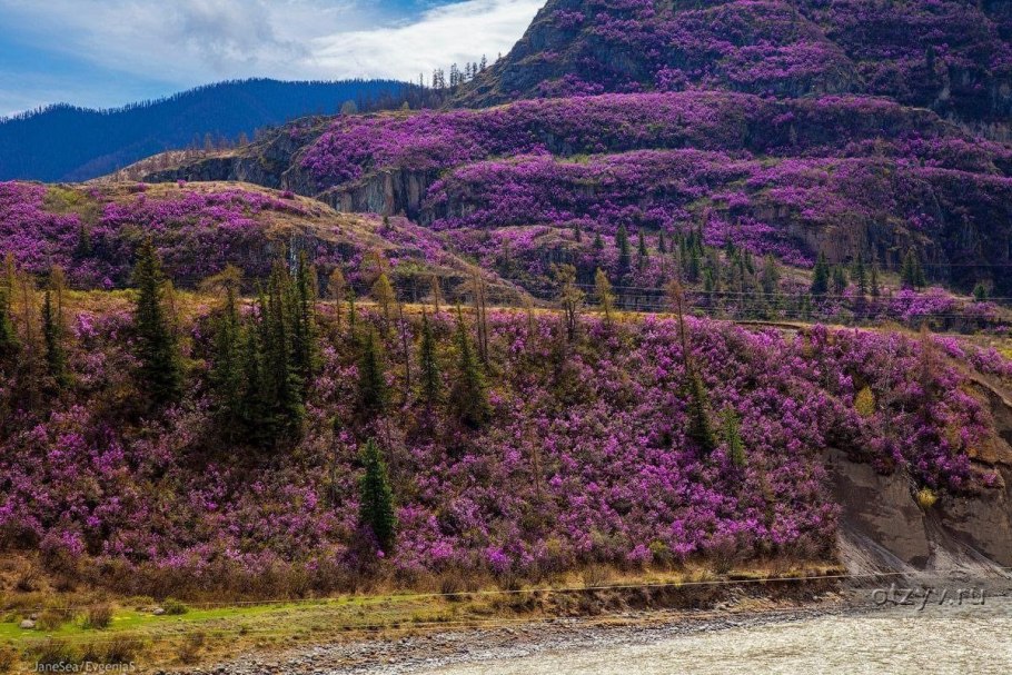 Голубые озера горный Алтай