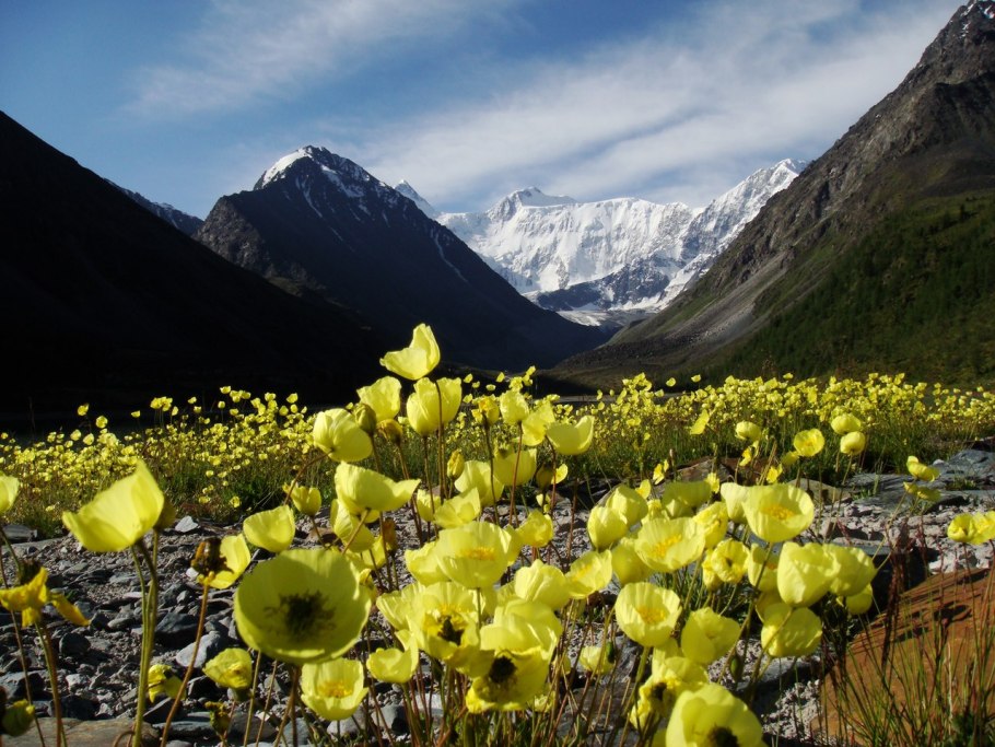 Горный Алтай цветение багульника