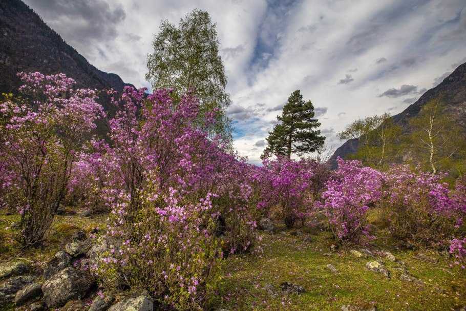 Цветение маральника горный Алтай
