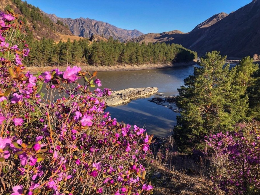 Маральник горный Алтай рододендрон