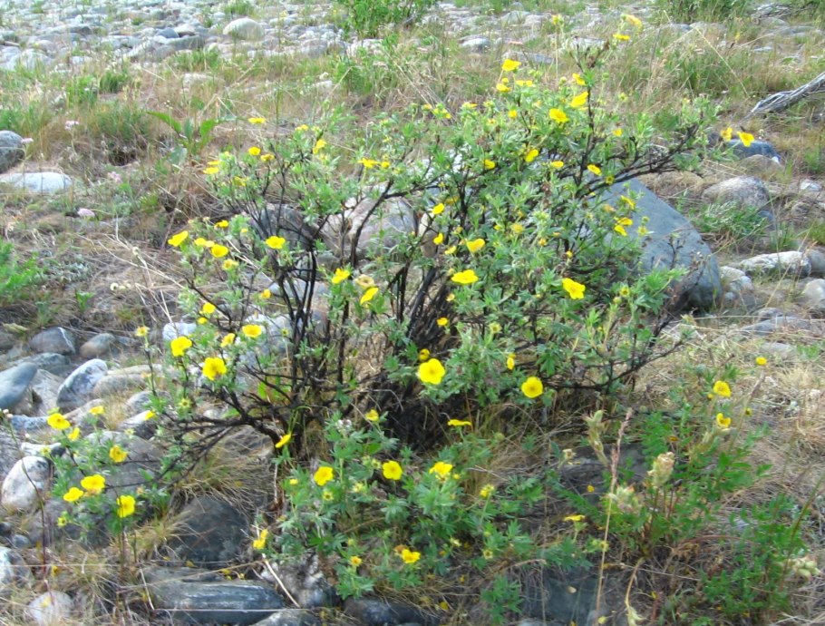 Карта Алтайского края на карте России