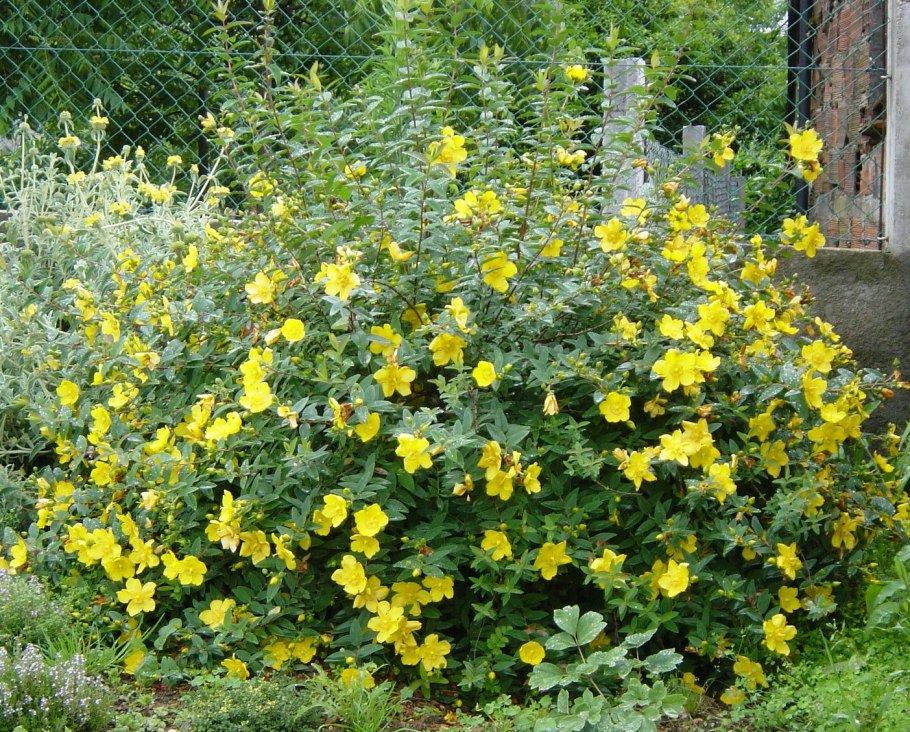 Цветет маральник в Горном Алтае