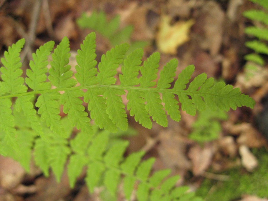 Cystopteris bulbifera (l.) Bernh. Пузырник скальный