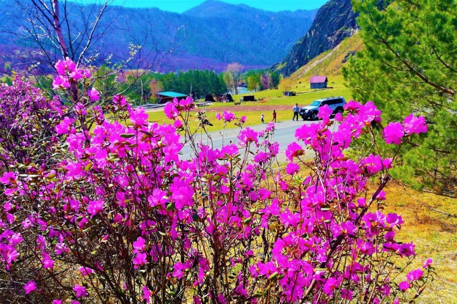 Гора Актру горный Алтай