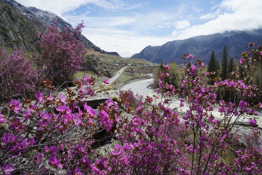 Пузырник (Colutea)