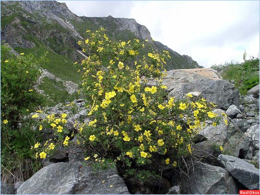 Пузыреплодник Голден дартс