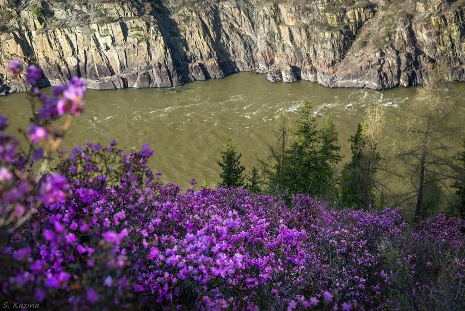 Купальница Алтайская