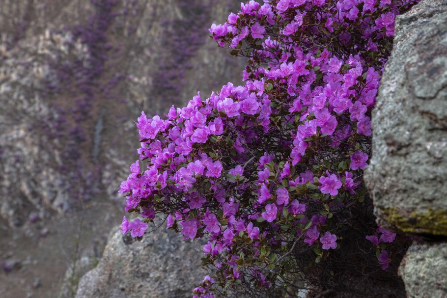 Маральник горный Алтай рододендрон