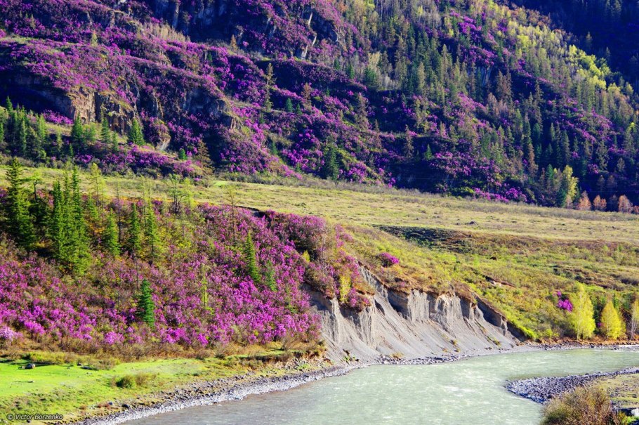 Голокучник трехраздельный