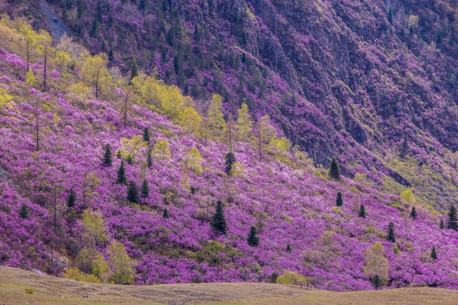 Алтай бирюзовая Катунь Чемал