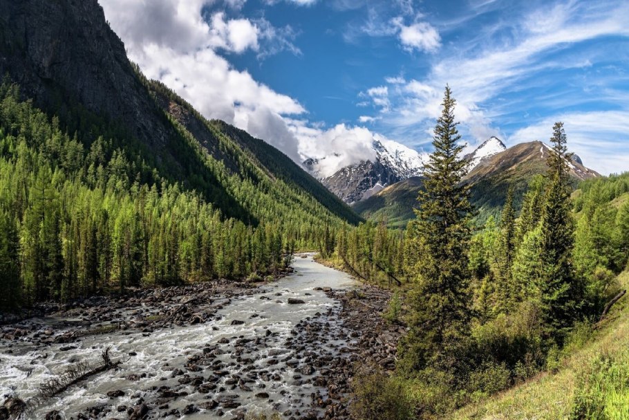Маральник растение горный Алтай