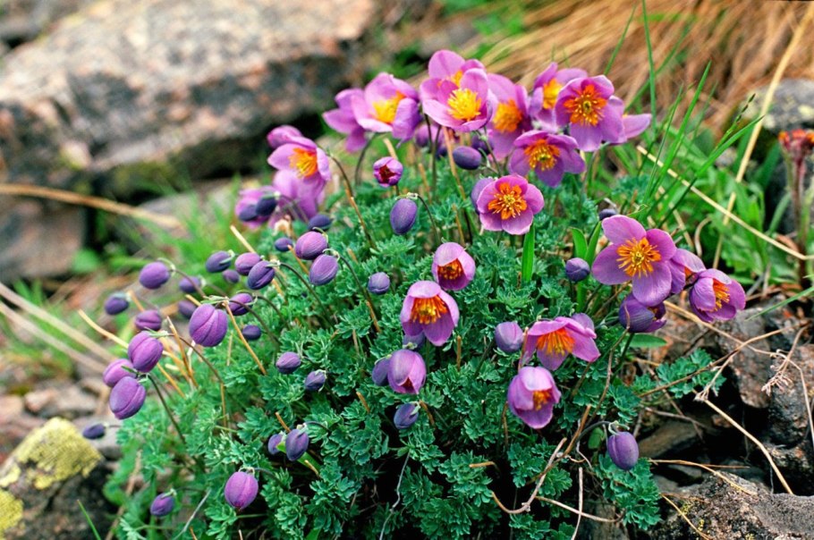 Река Чуя. Курайская степь. Алтай