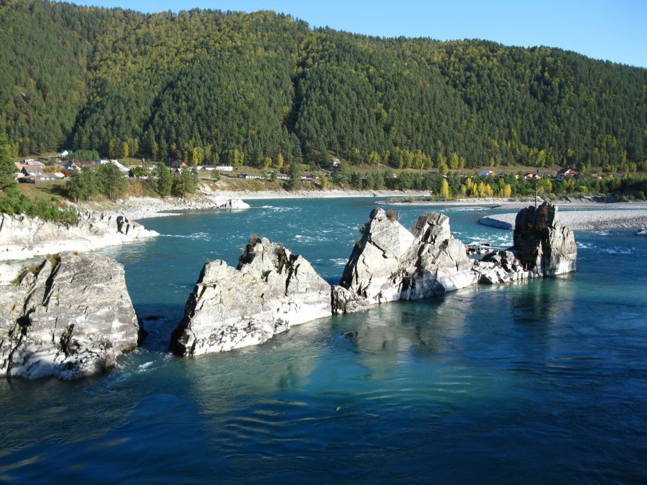 Пузырник (Colutea)