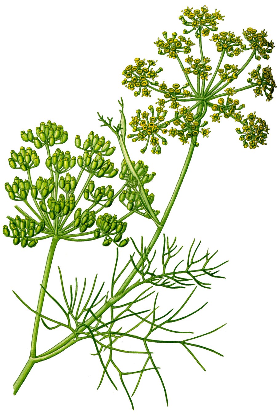 Типы корней и корневых систем растений таблица