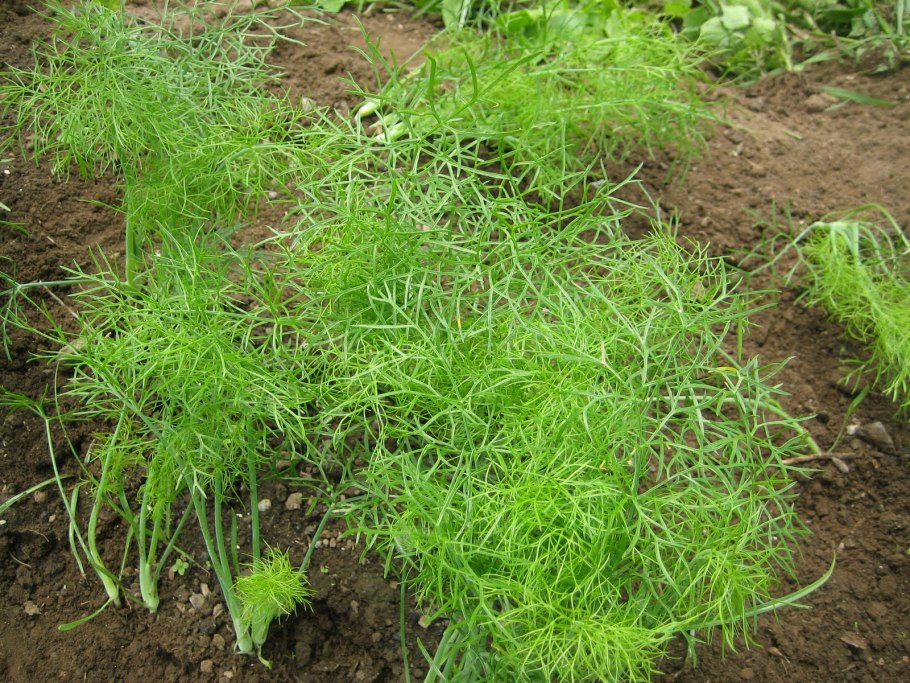 Foeniculum vulgare плод