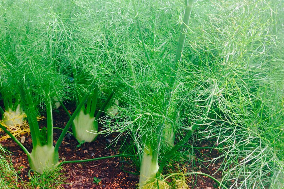 Фенхель это что такое чем полезен