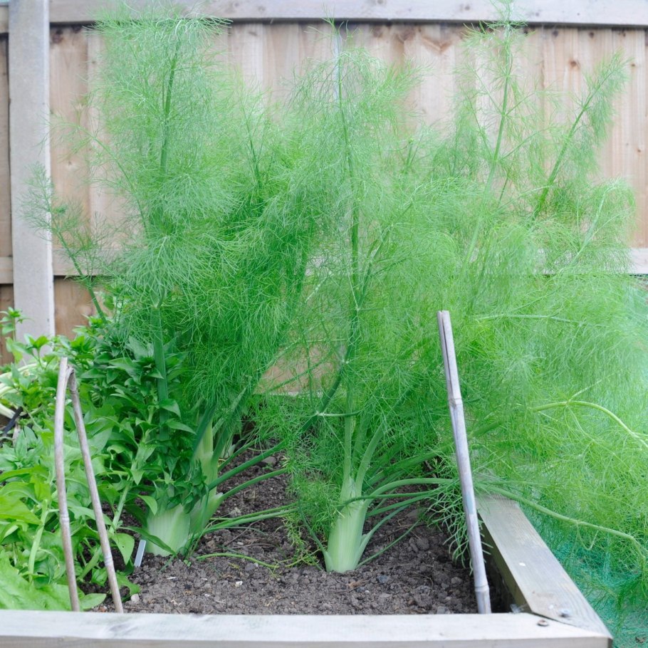 Тархун и фенхель