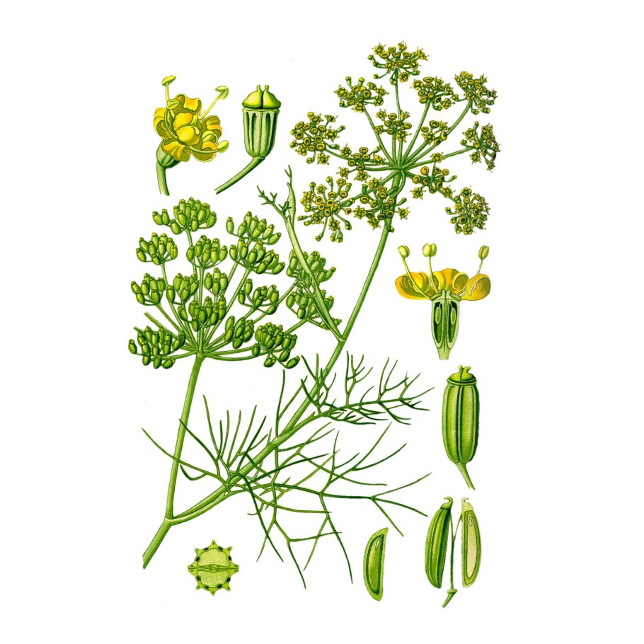 Строение укропа