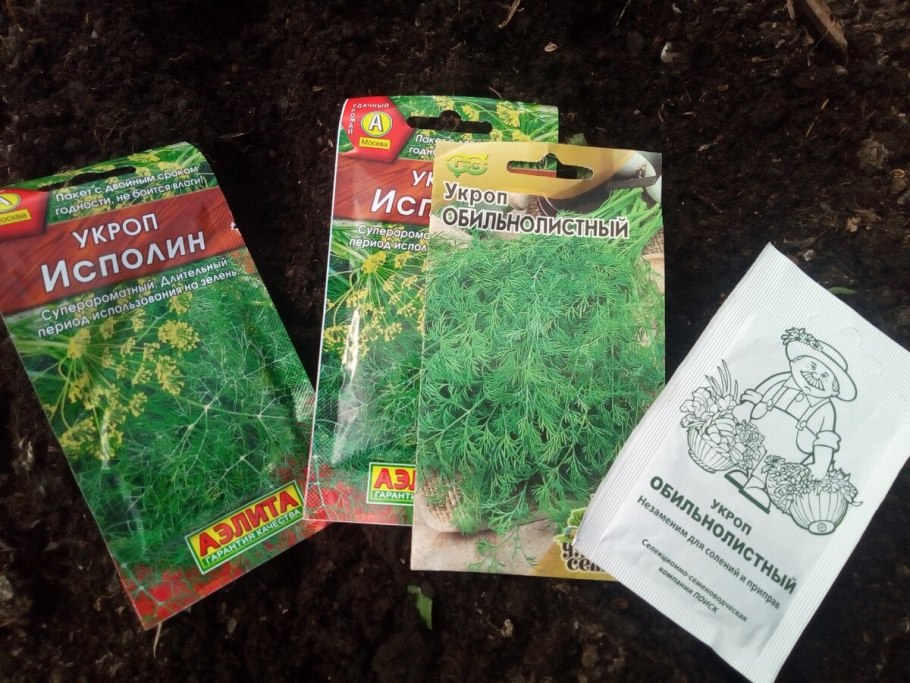 Фенхель обыкновенный плодоножка