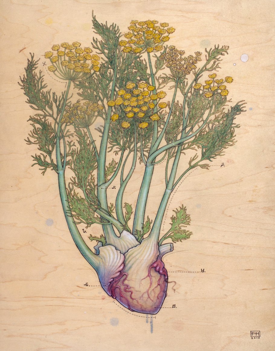 Фенхель конский растение