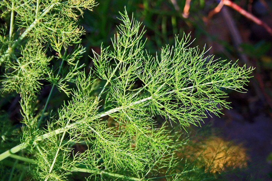 Стадии развития укропа