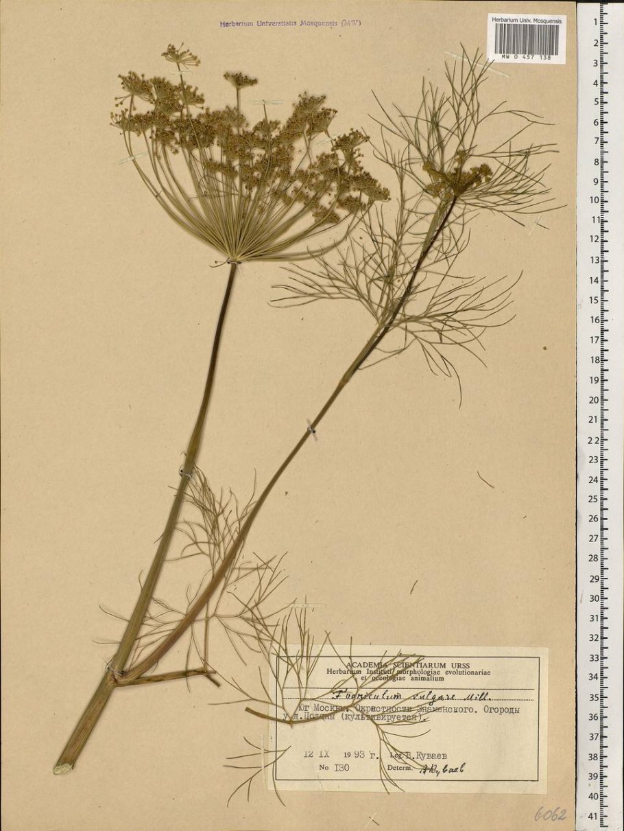 Фенхель обыкновенный гербарий