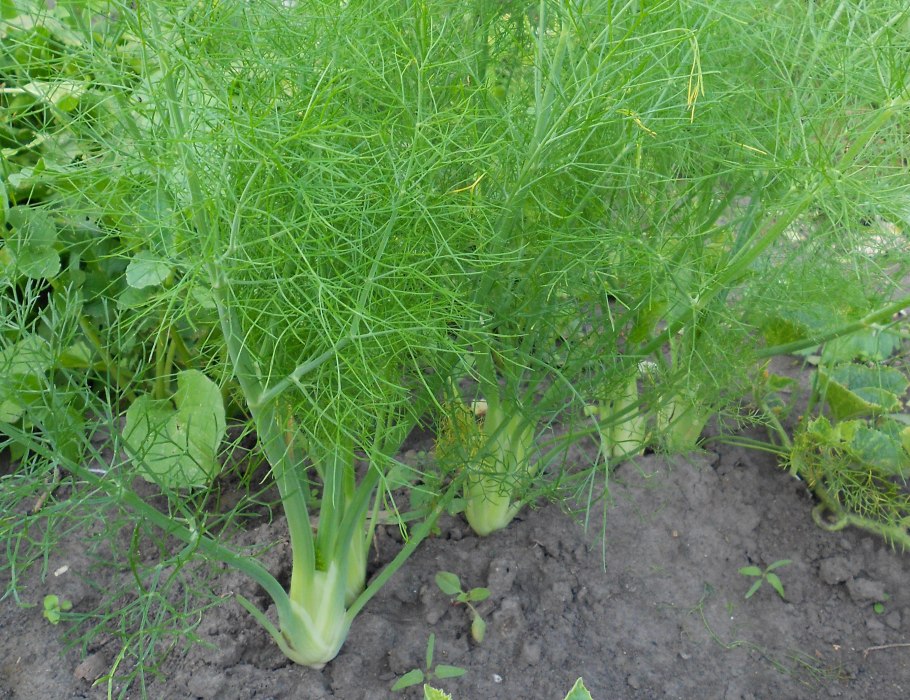 Фенхель это укроп