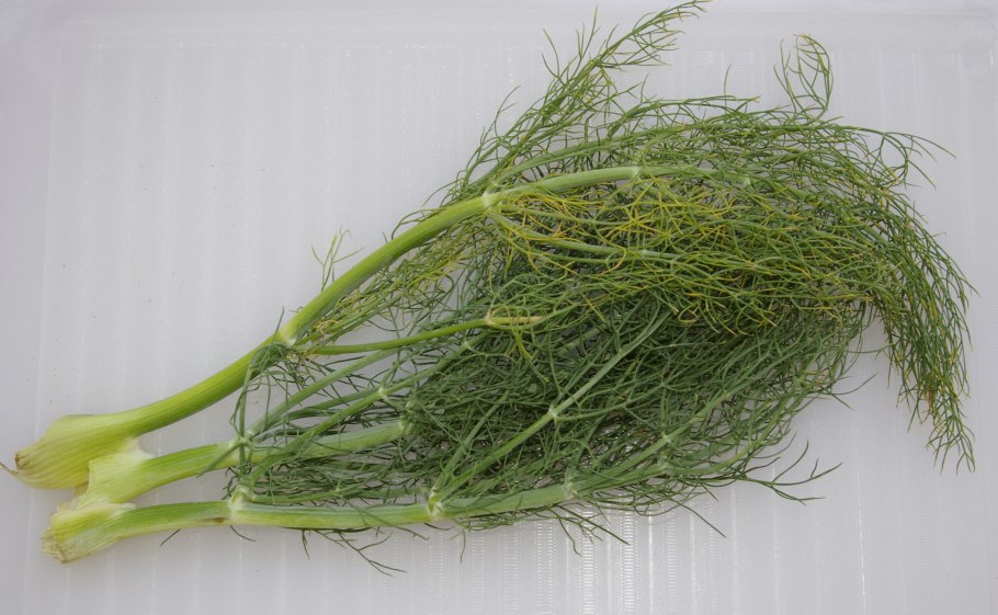 Фенхель. Foeniculum vulgare