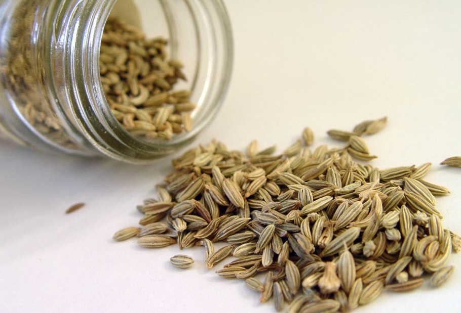 Фенхель полевой