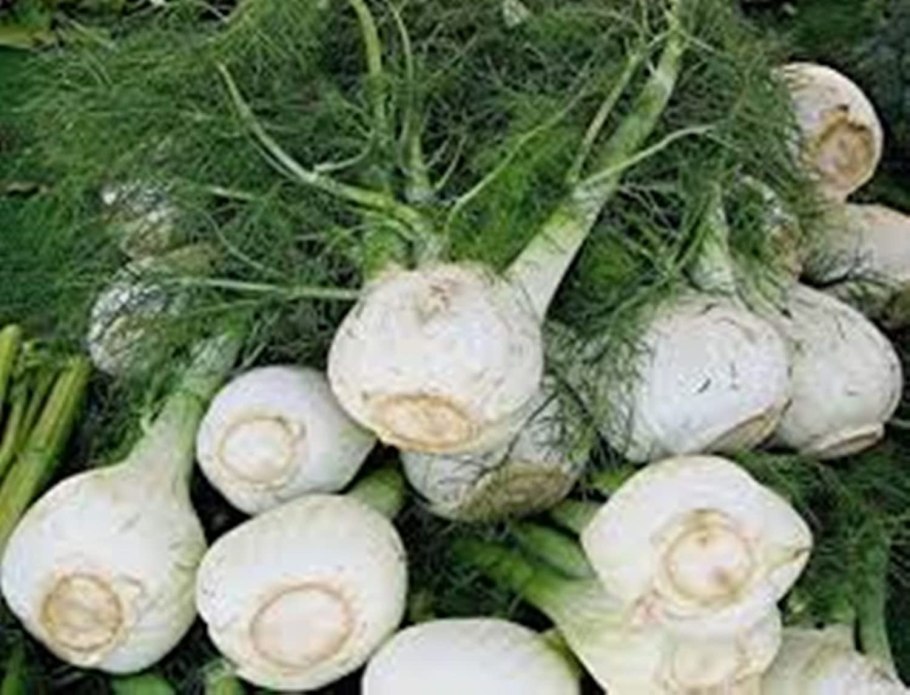 Фенхель обыкновенный — Foeniculum vulgare Mill.