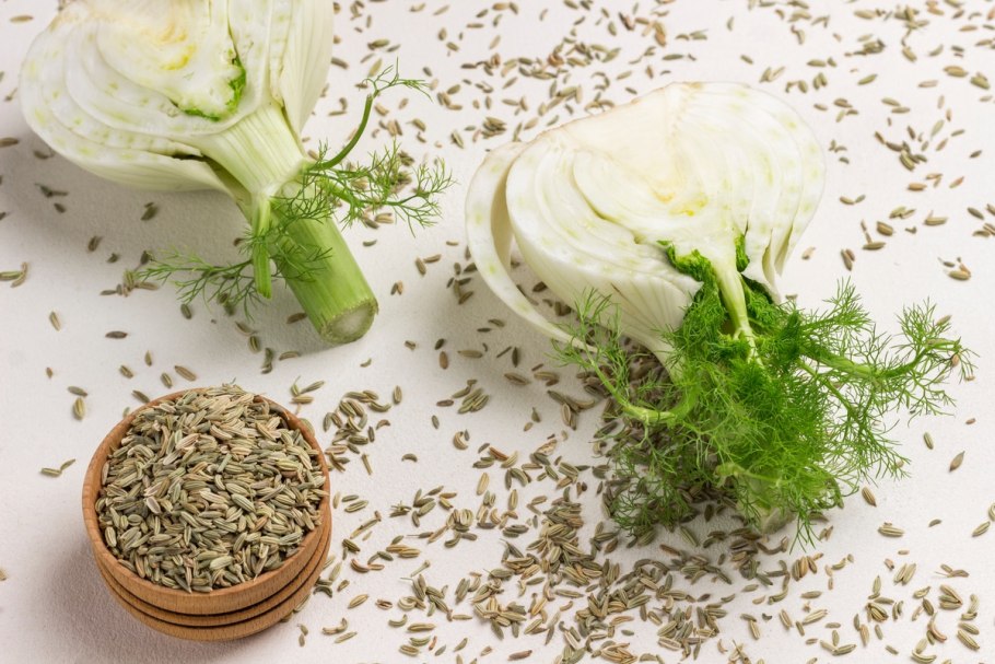 Флорентийский фенхель