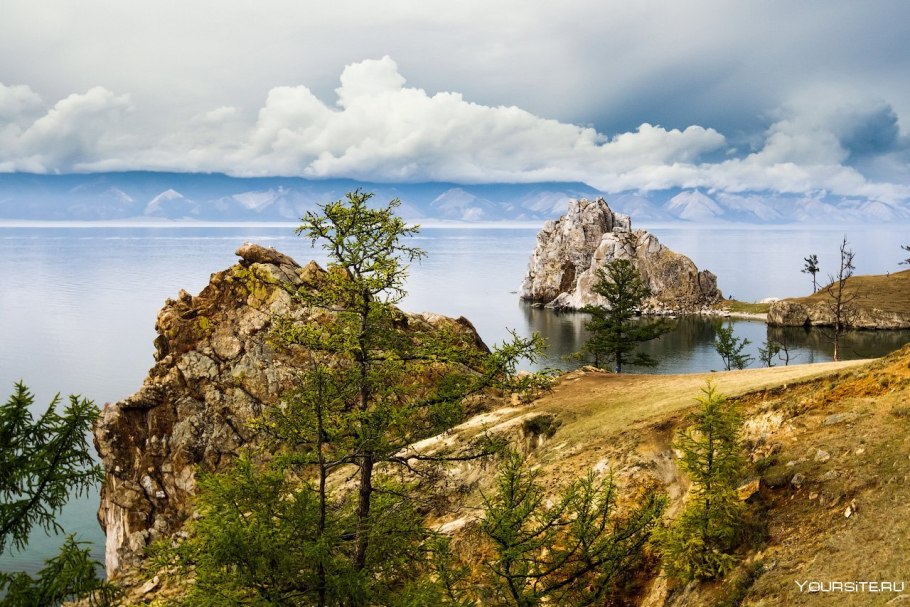 Багульник Дальневосточный
