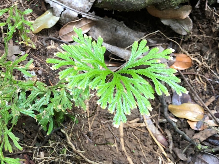 Селагинелла чешуелистная