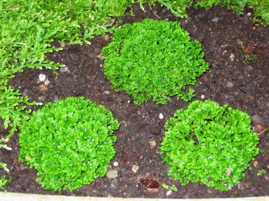 Selaginella apoda/селагинелла апода