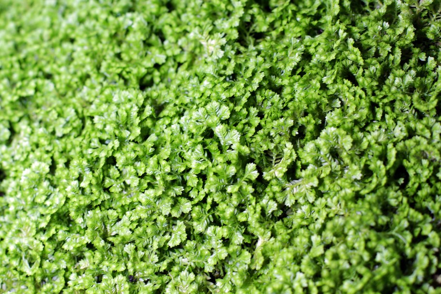 Селагинелла Мартенса (Selaginella martensii)