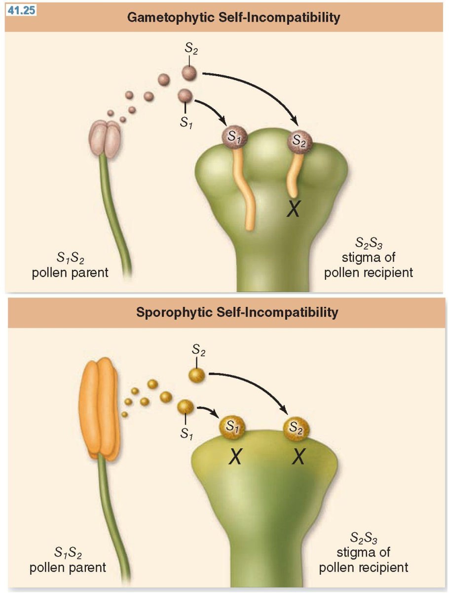 Черешня опылители таблица