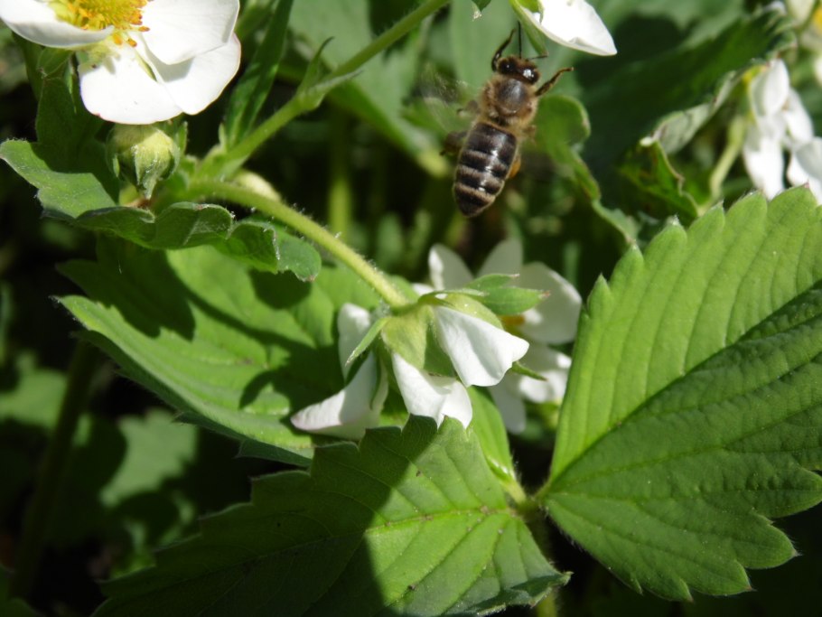 Макро клубника цветы