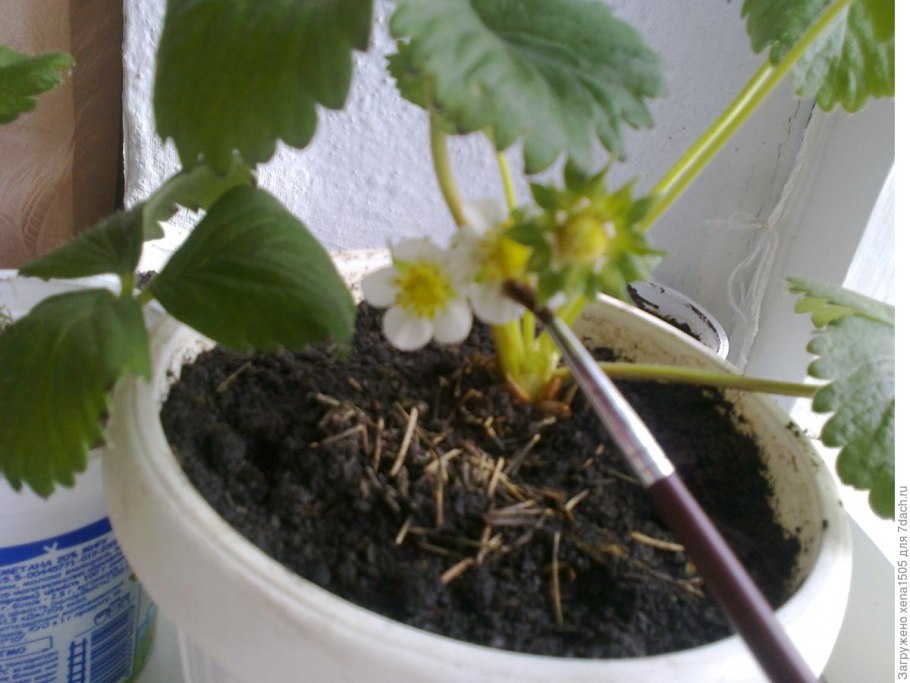 Цветущая земляника пчелы