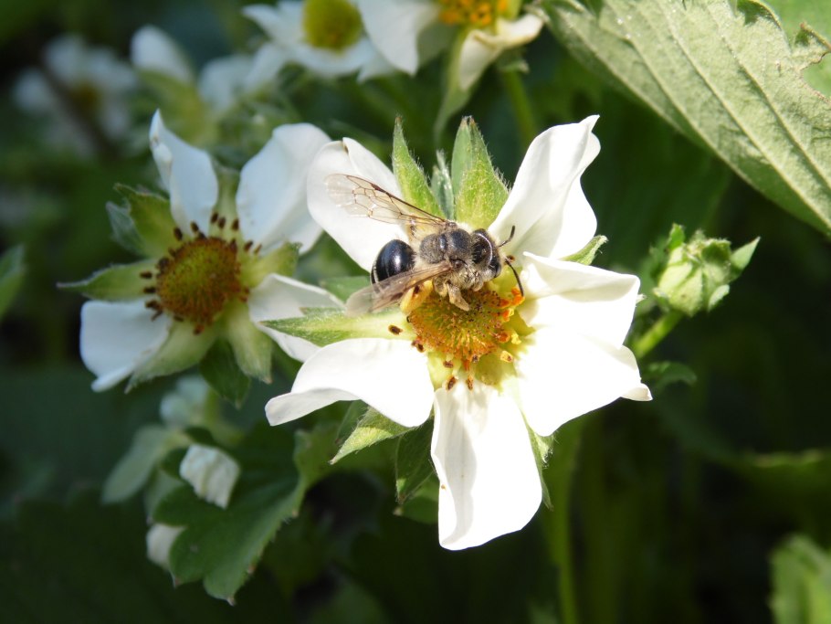 Пчела на клубнике