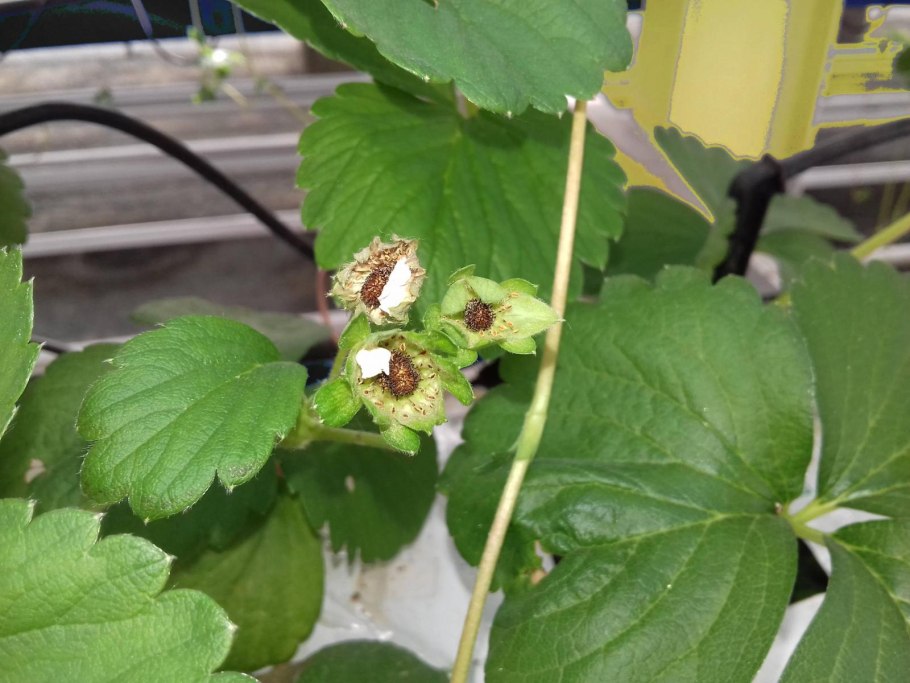 Схема подкормок земляники