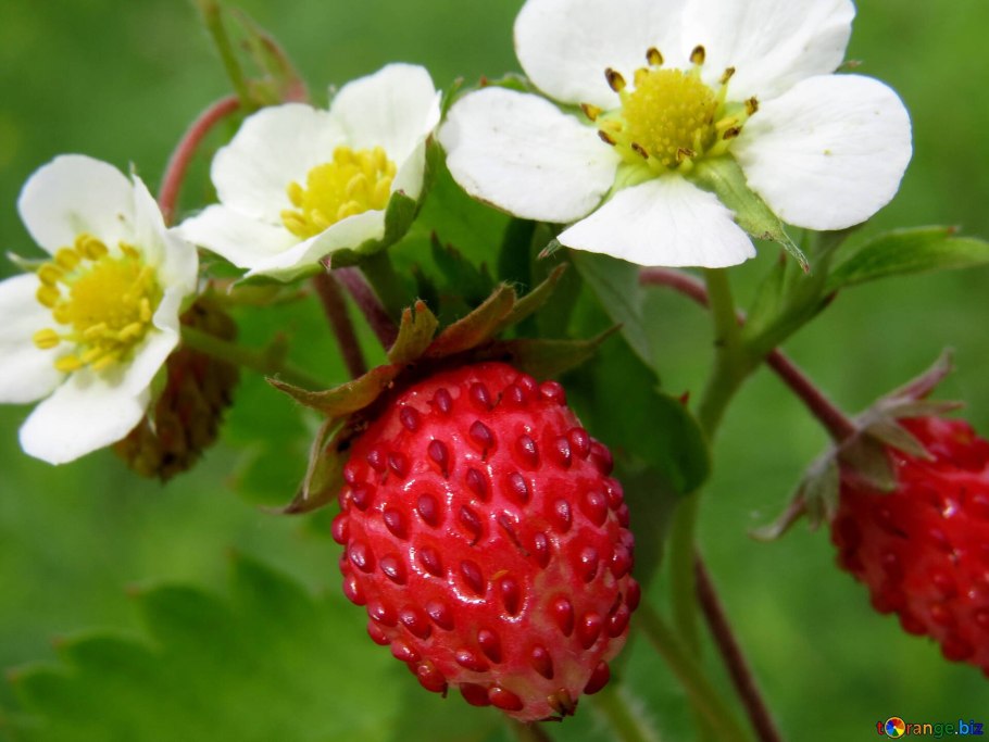 Пчела на цветке клубники