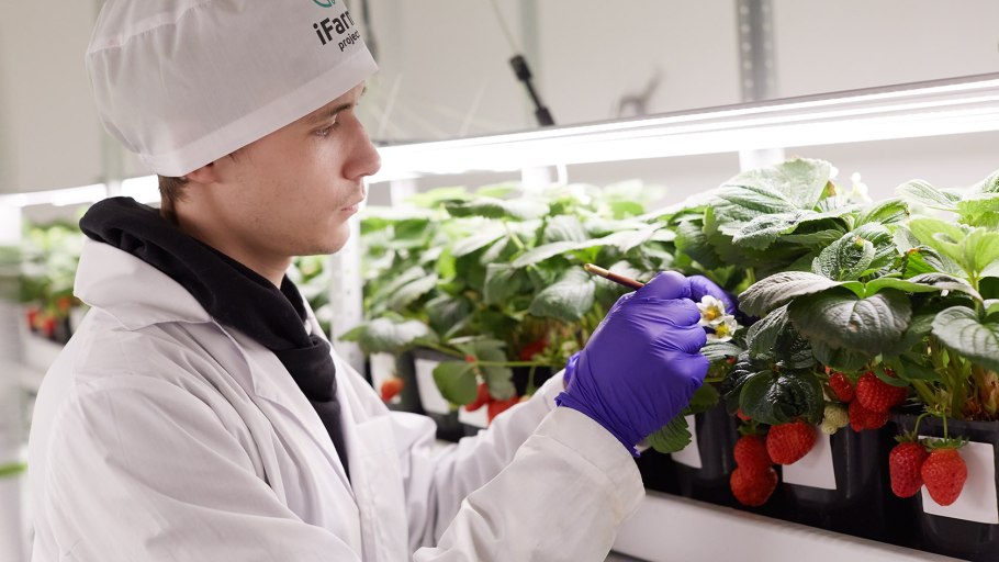 Земляника Тип опыления