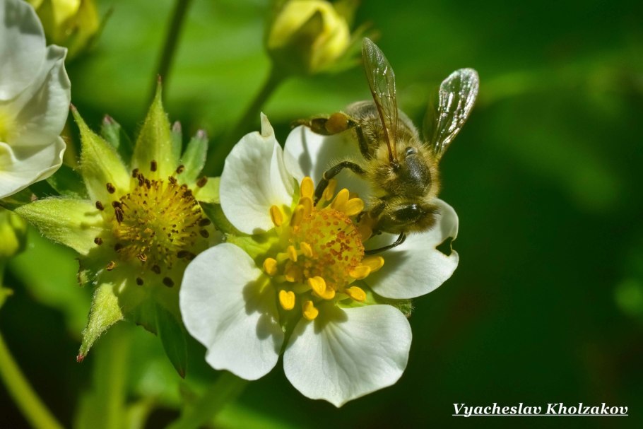 Пчела на цветке клубники